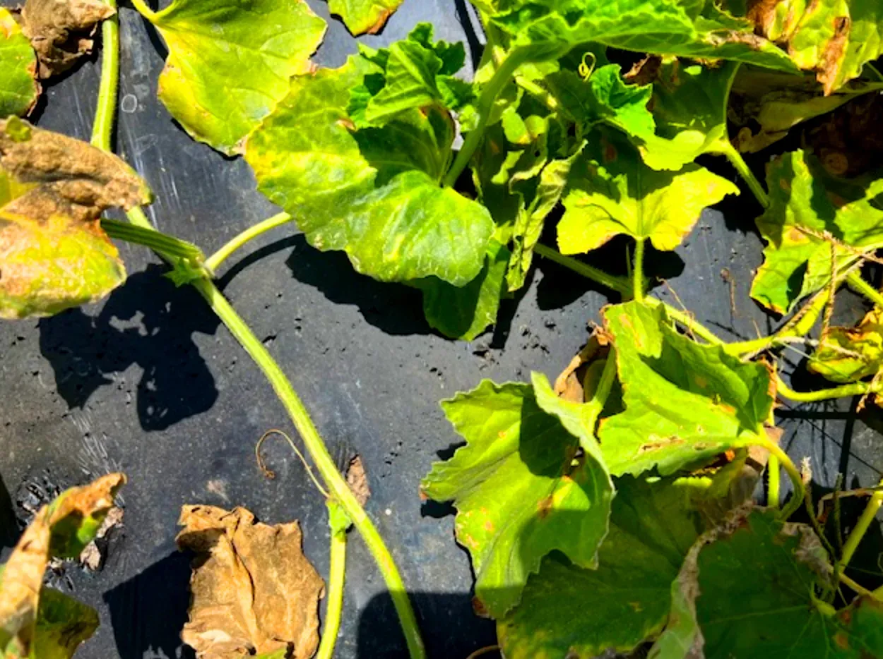 Close-up of yellowing cantaloupe leaves on degradable mulch film in sunlight.