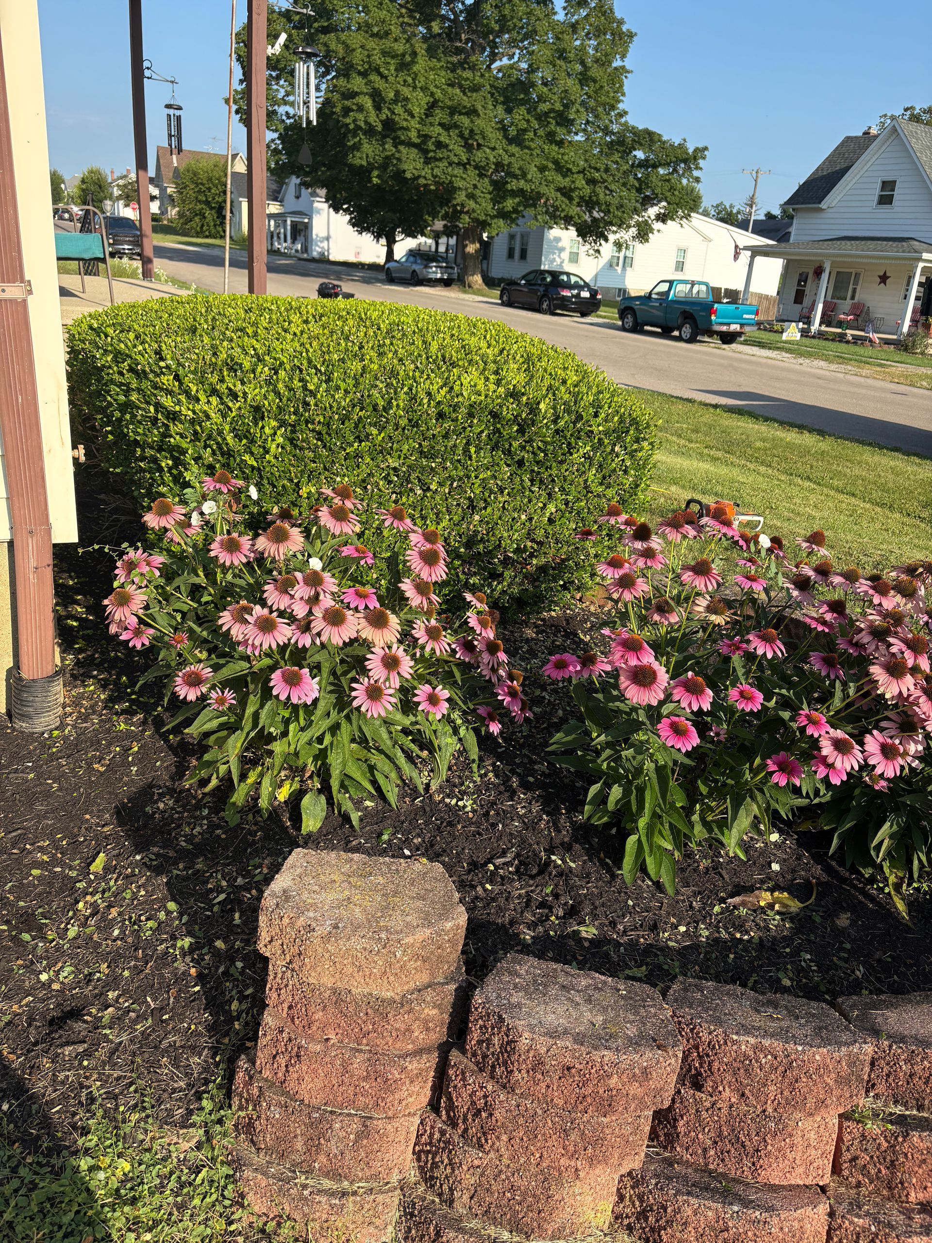 Flowering plants and bushes in a garden bed along a street with houses in the background.