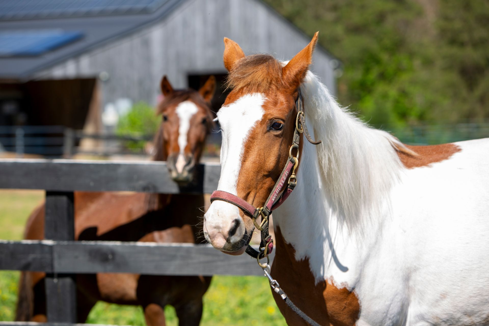 Two horses by a wooden fence, one white-and-brown horse in the foreground with a barn in the background