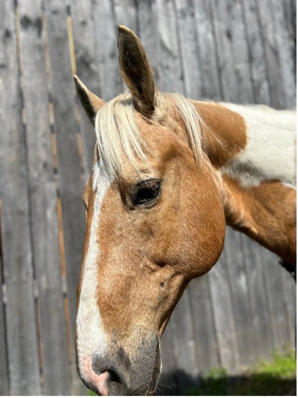 Close-up of a tan and white horse’s head beside a weathered wooden fence