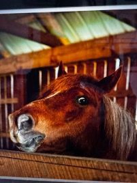 Brown horse peeking over a stall door in a barn, with wide eyes and ears forward