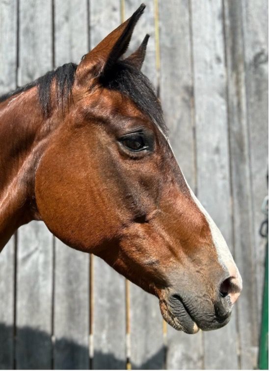 Brown horse in profile against a weathered wooden fence