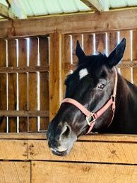 Black horse with a pink halter peeking over a wooden stable gate
