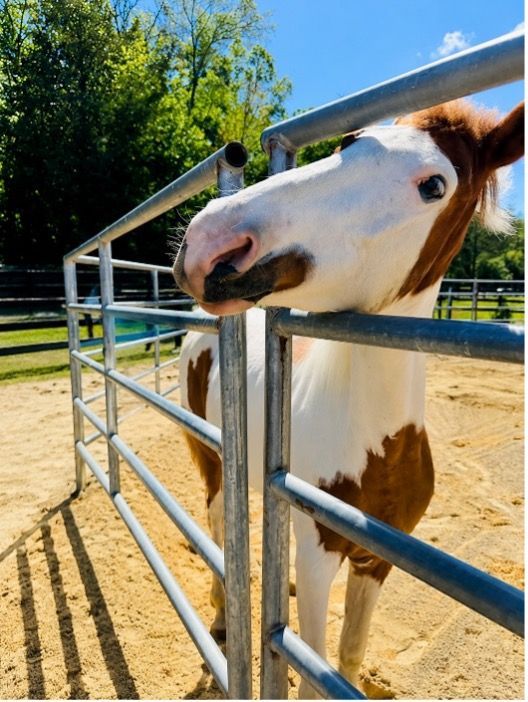 Brown-and-white horse leaning over a metal gate in a sunny outdoor paddock