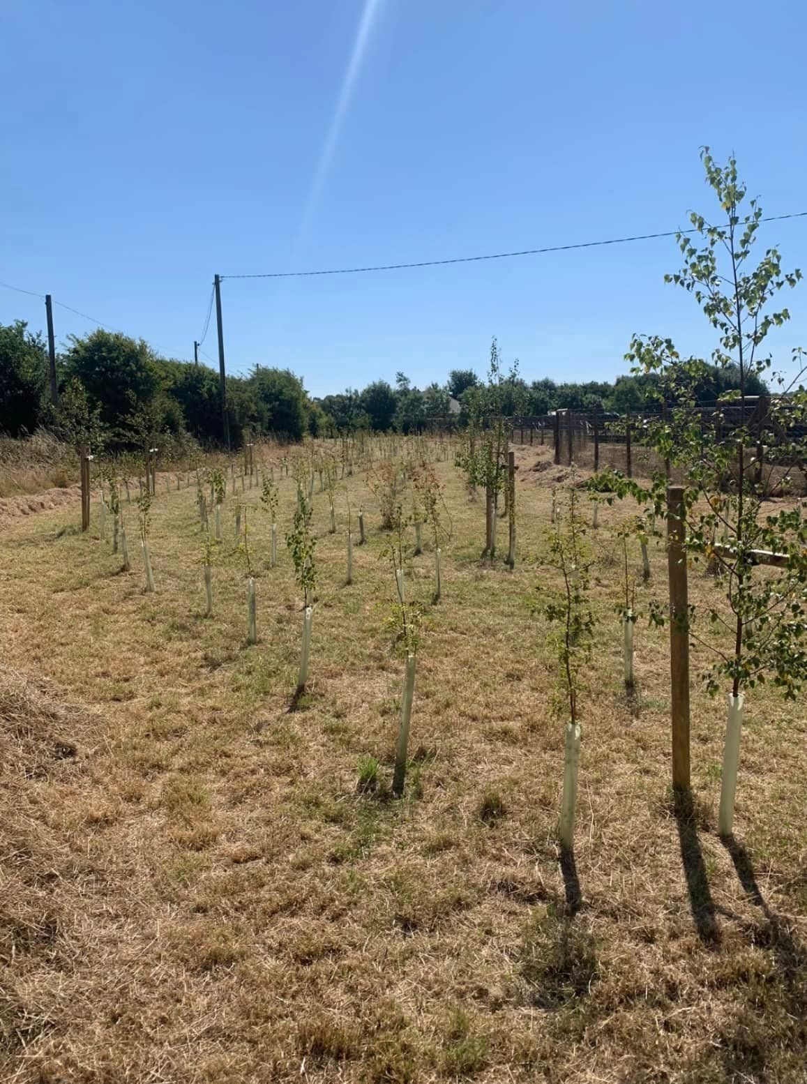 A field filled with lots of trees and grass on a sunny day.