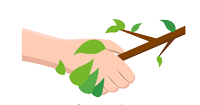 A hand is holding a tree branch with leaves on it.