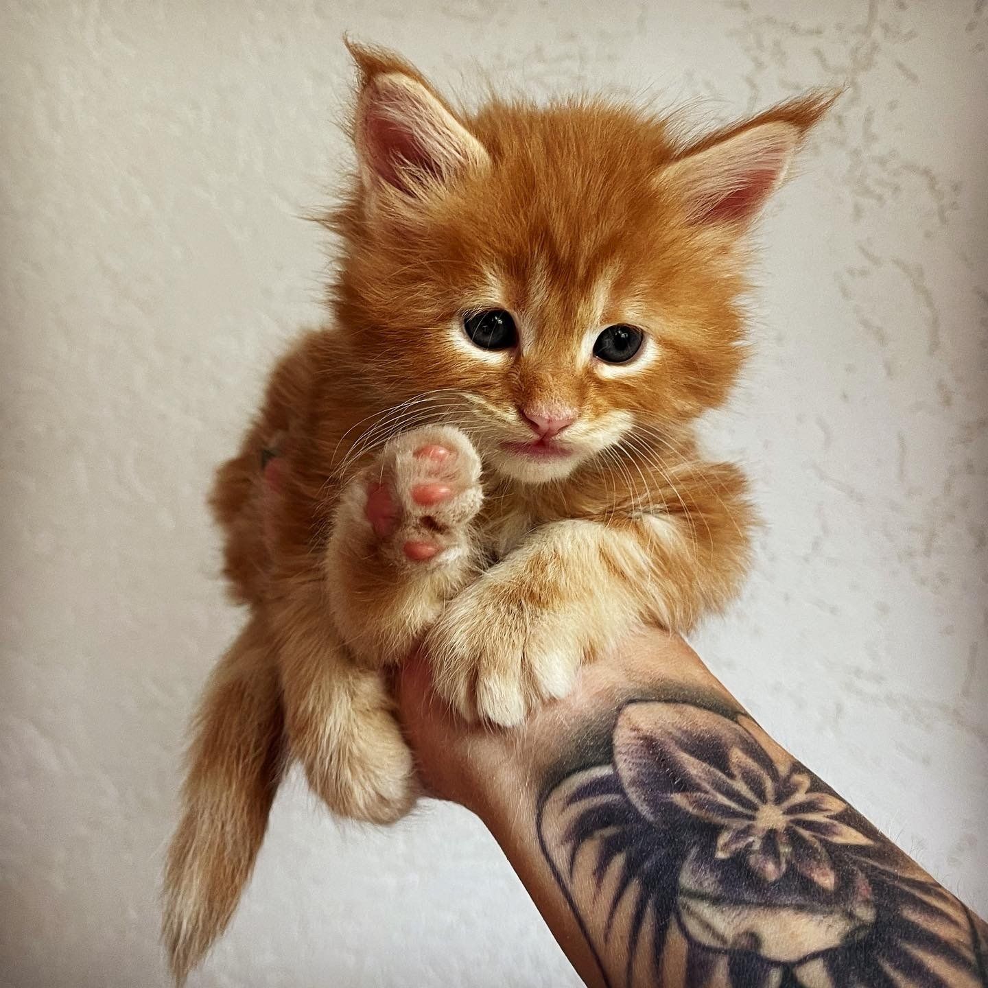 Eine Person mit einer Tätowierung auf dem Arm hält ein orangefarbenes Kätzchen
