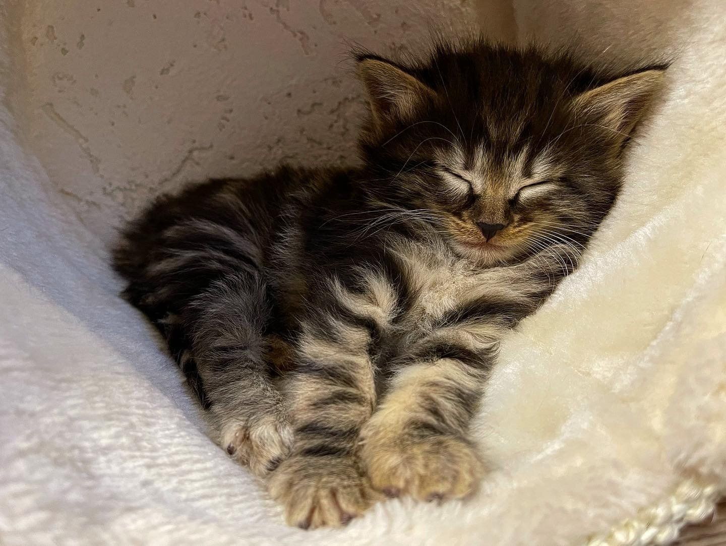 Ein Kätzchen schläft in einem Katzenbaum.