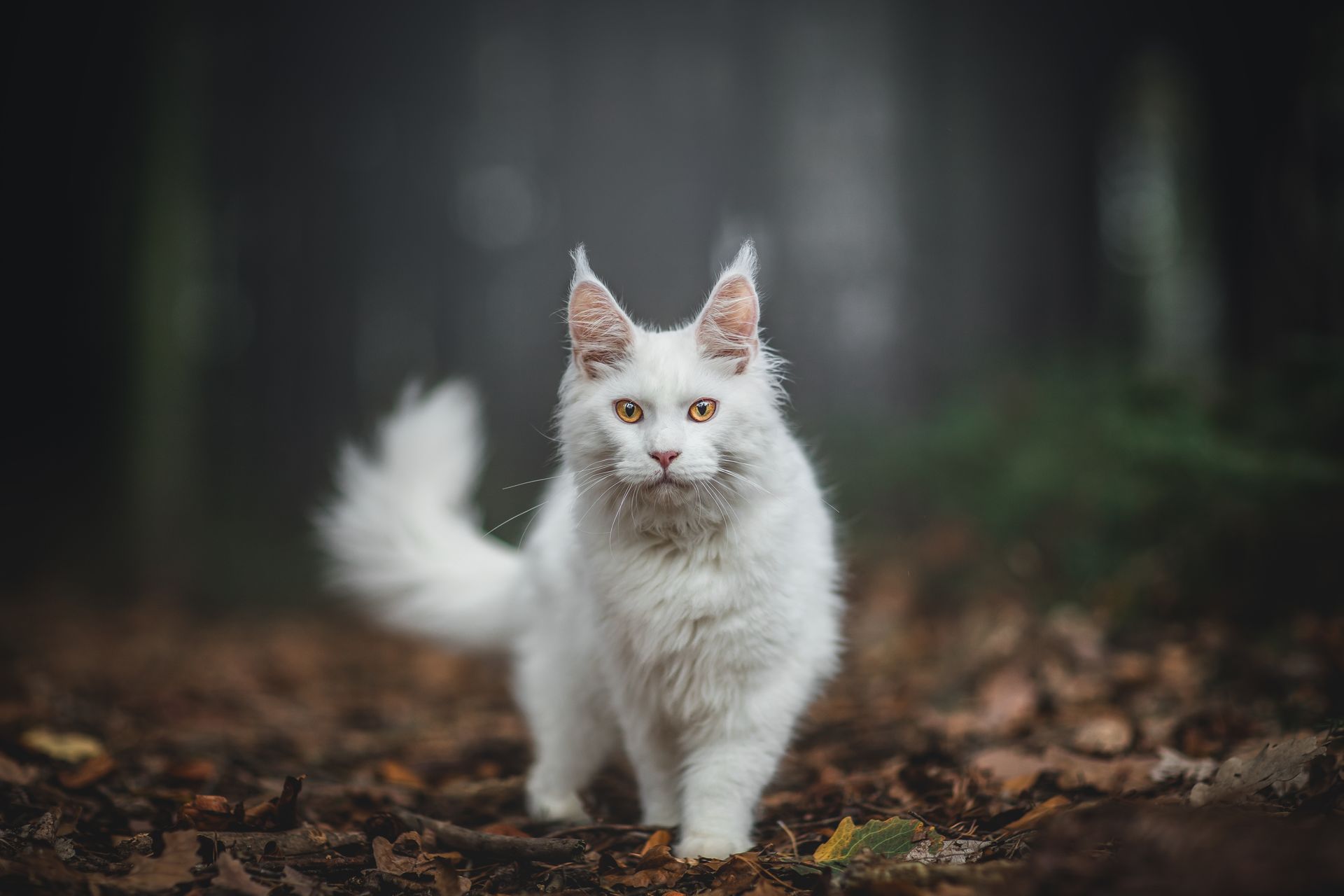 Eine weiße Katze steht auf einem Blätterhaufen im Wald.