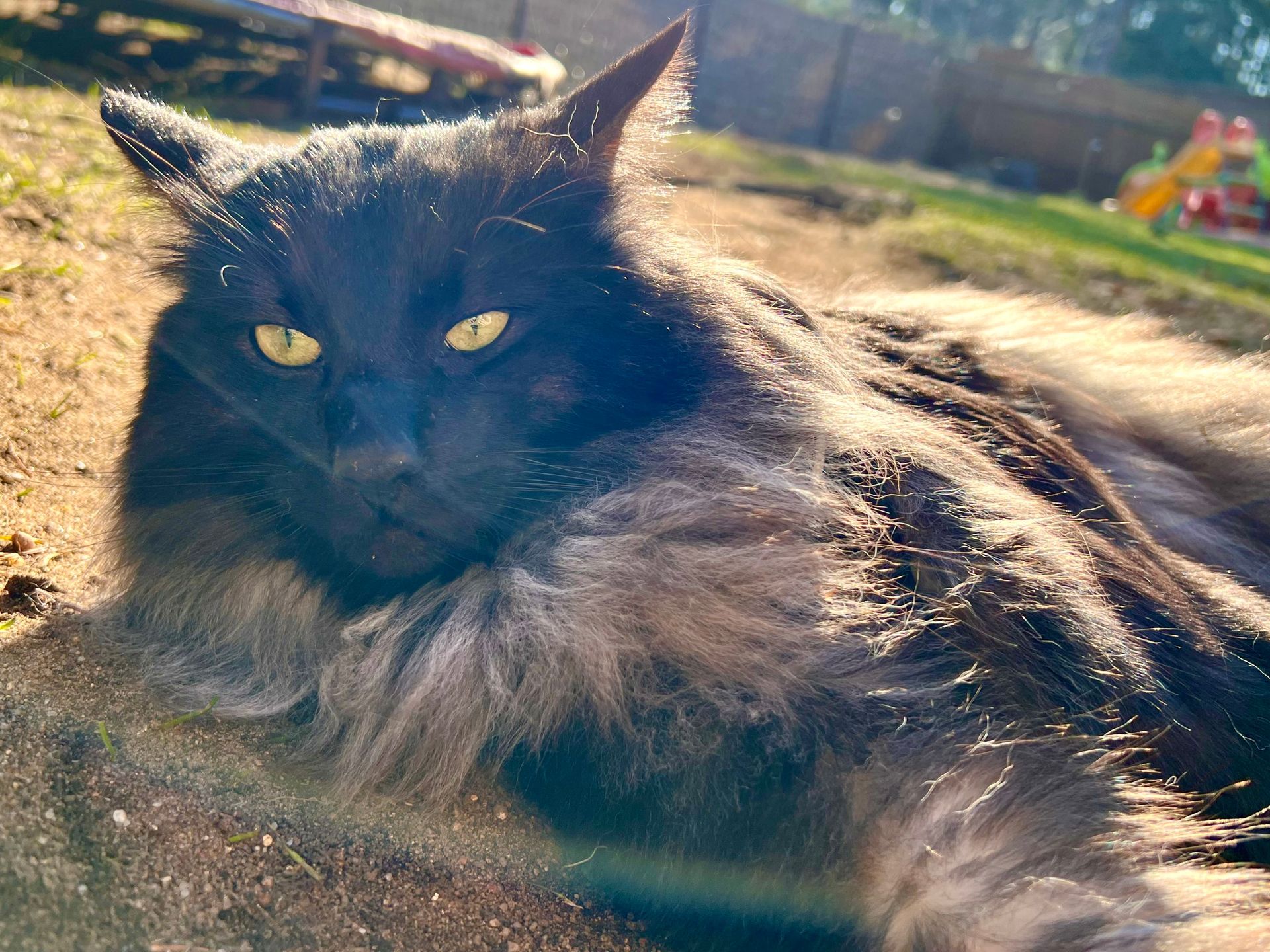 Norwegische Waldkatze Luzifer von den Ohrenwiese
