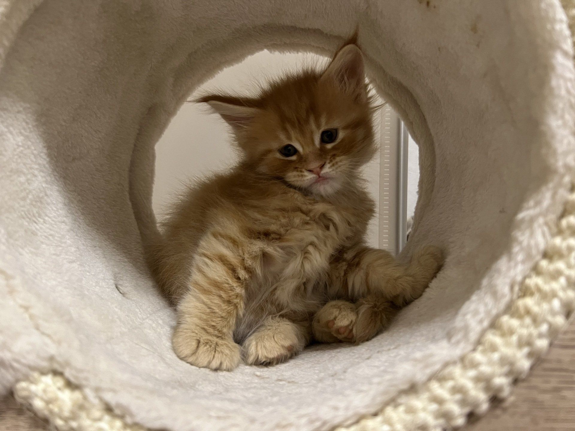 Ein Kätzchen sitzt in einem Tunnel auf einem Katzenbaum.