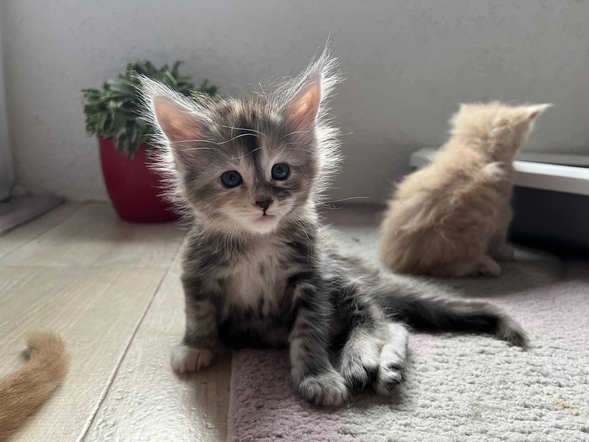 Maine Coon Kitten
