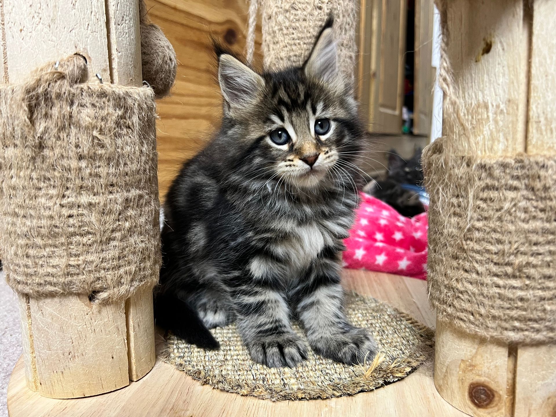 Ein Kätzchen sitzt auf einem hölzernen Katzenbaum.