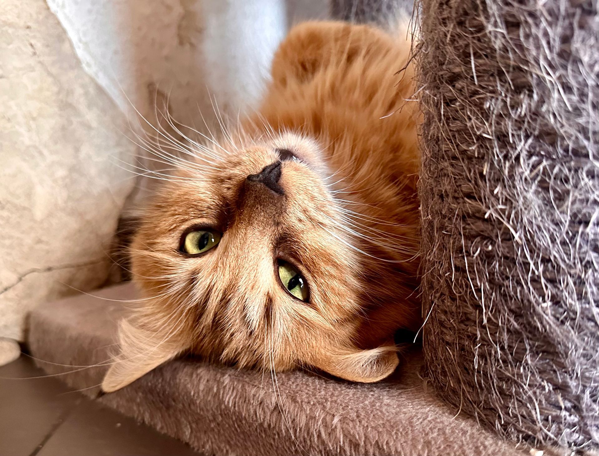 Norwegische Waldkatze Emma von den Ohrewiesen