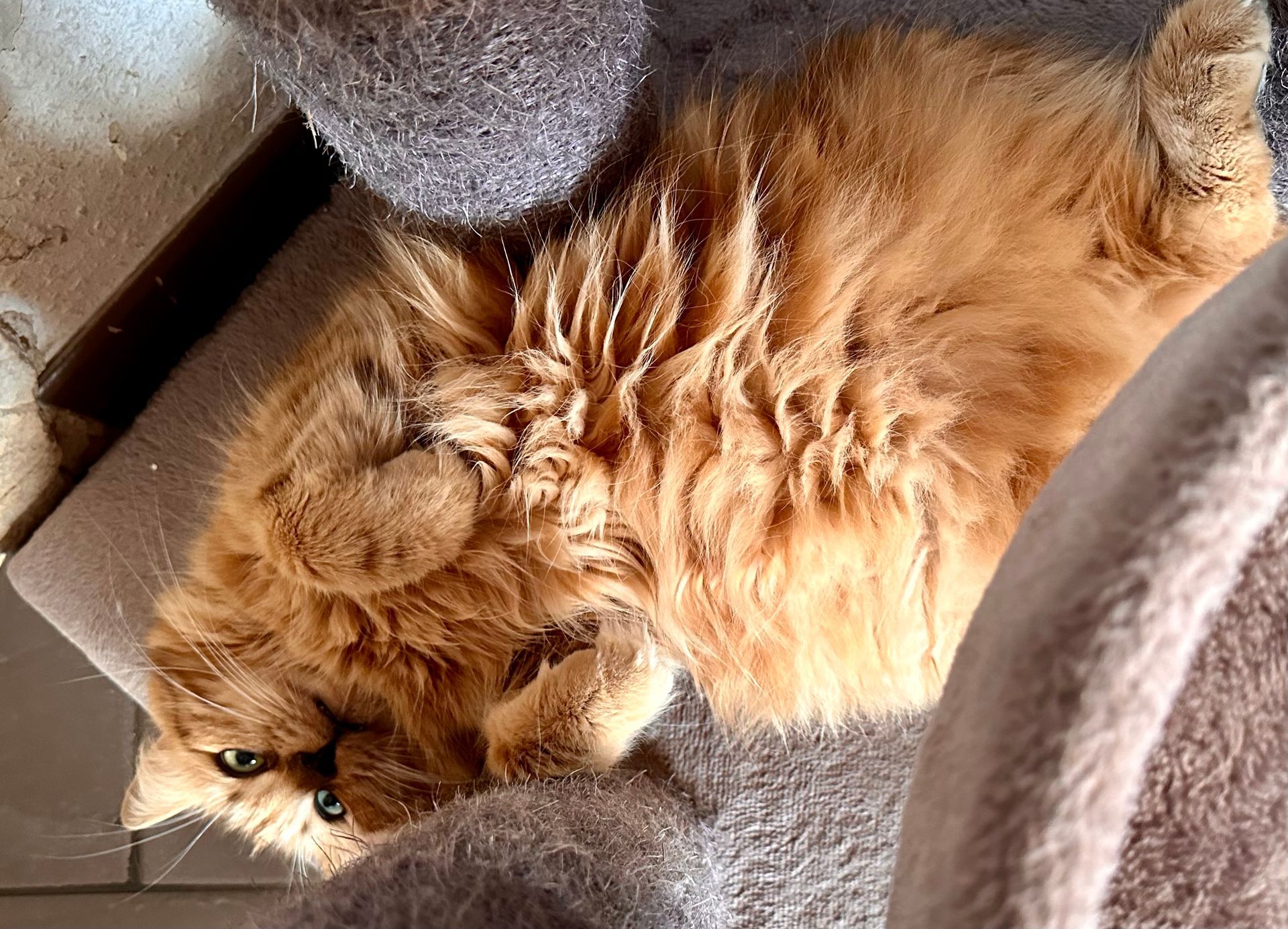Norwegische Waldkatze Emma von den Ohrewiesen