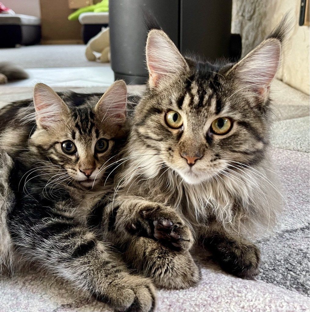 Zwei Katzen liegen nebeneinander auf dem Boden und schauen in die Kamera.