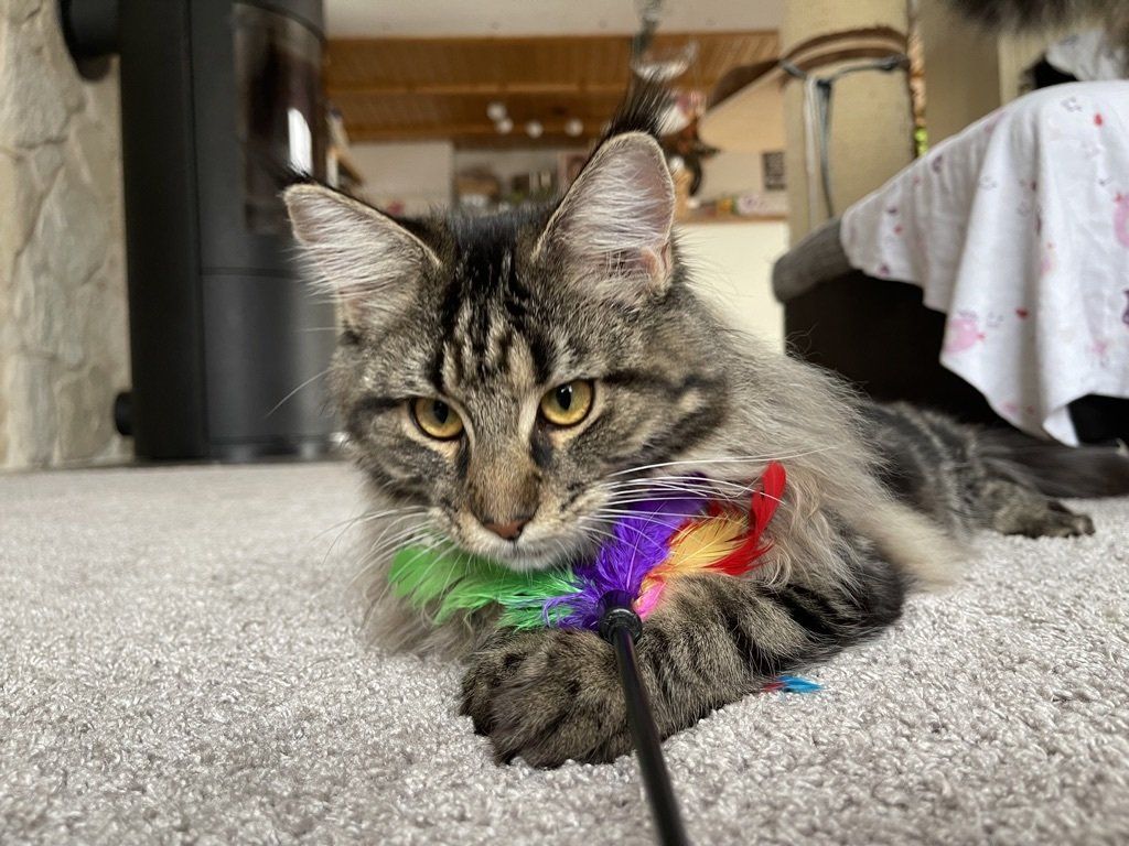 Eine Katze liegt auf dem Boden und spielt mit einem Spielzeug.