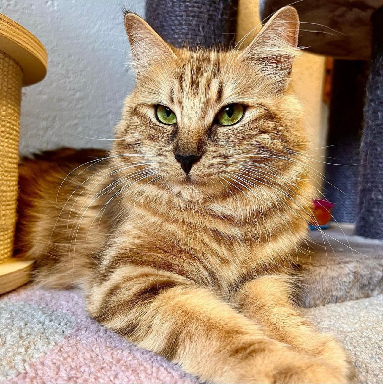 Norwegische Waldkatze Emma von den Ohrewiesen