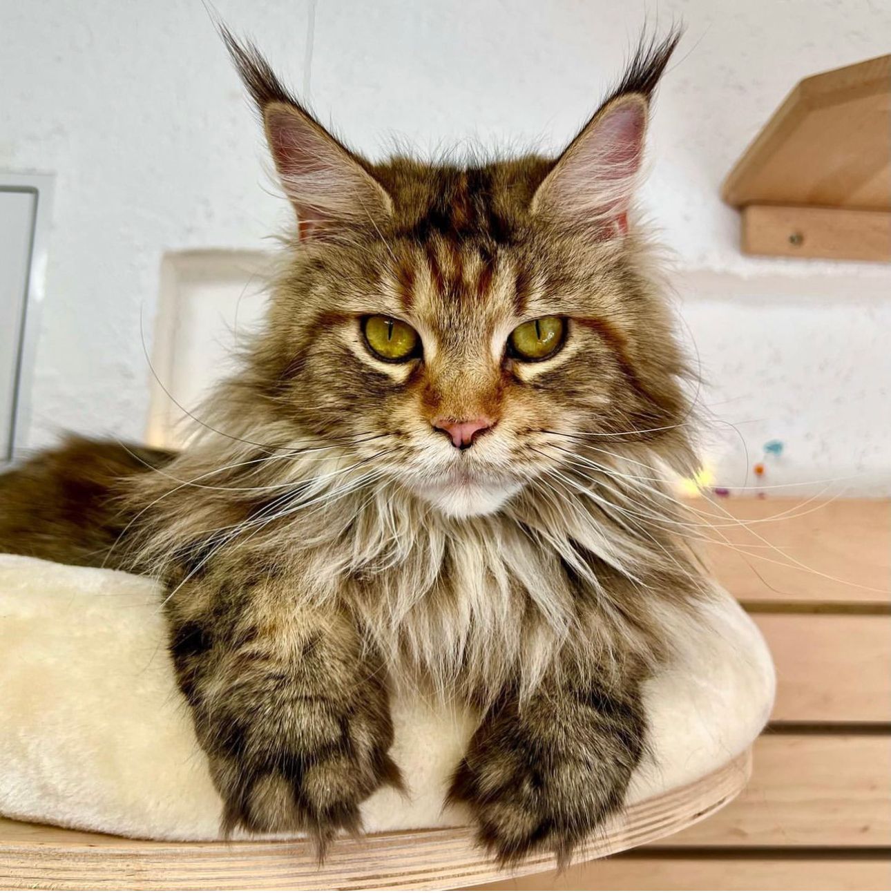 Maine Coon Allegra Glückstar aka Briget