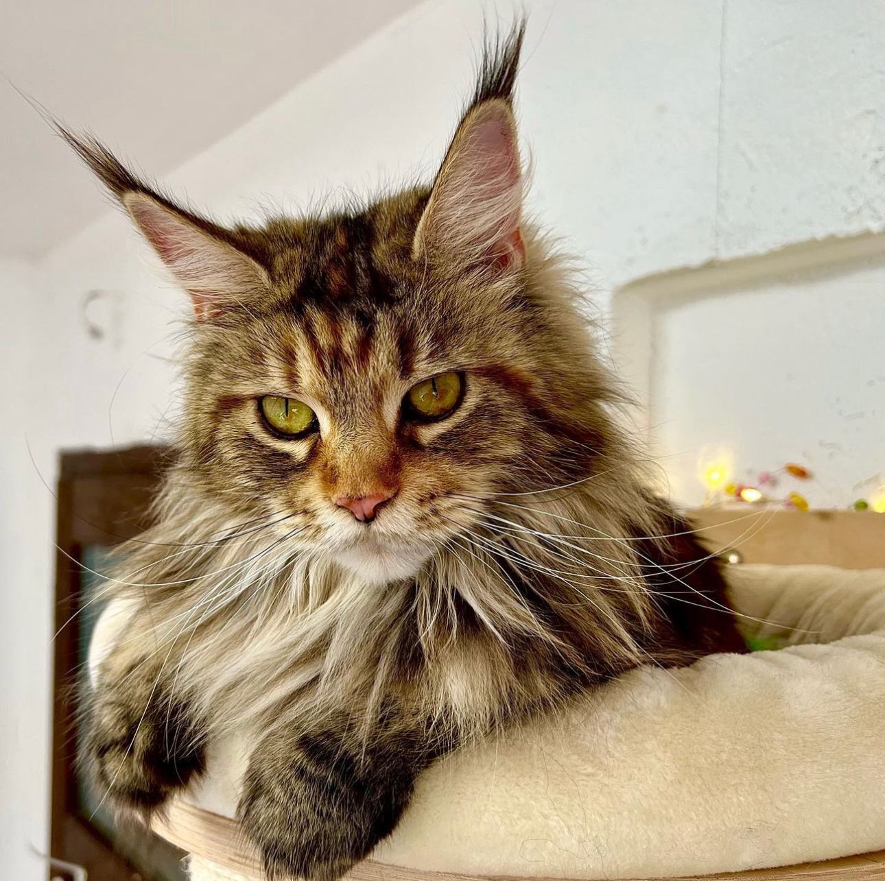 Maine Coon Allegra Glückstar aka Briget