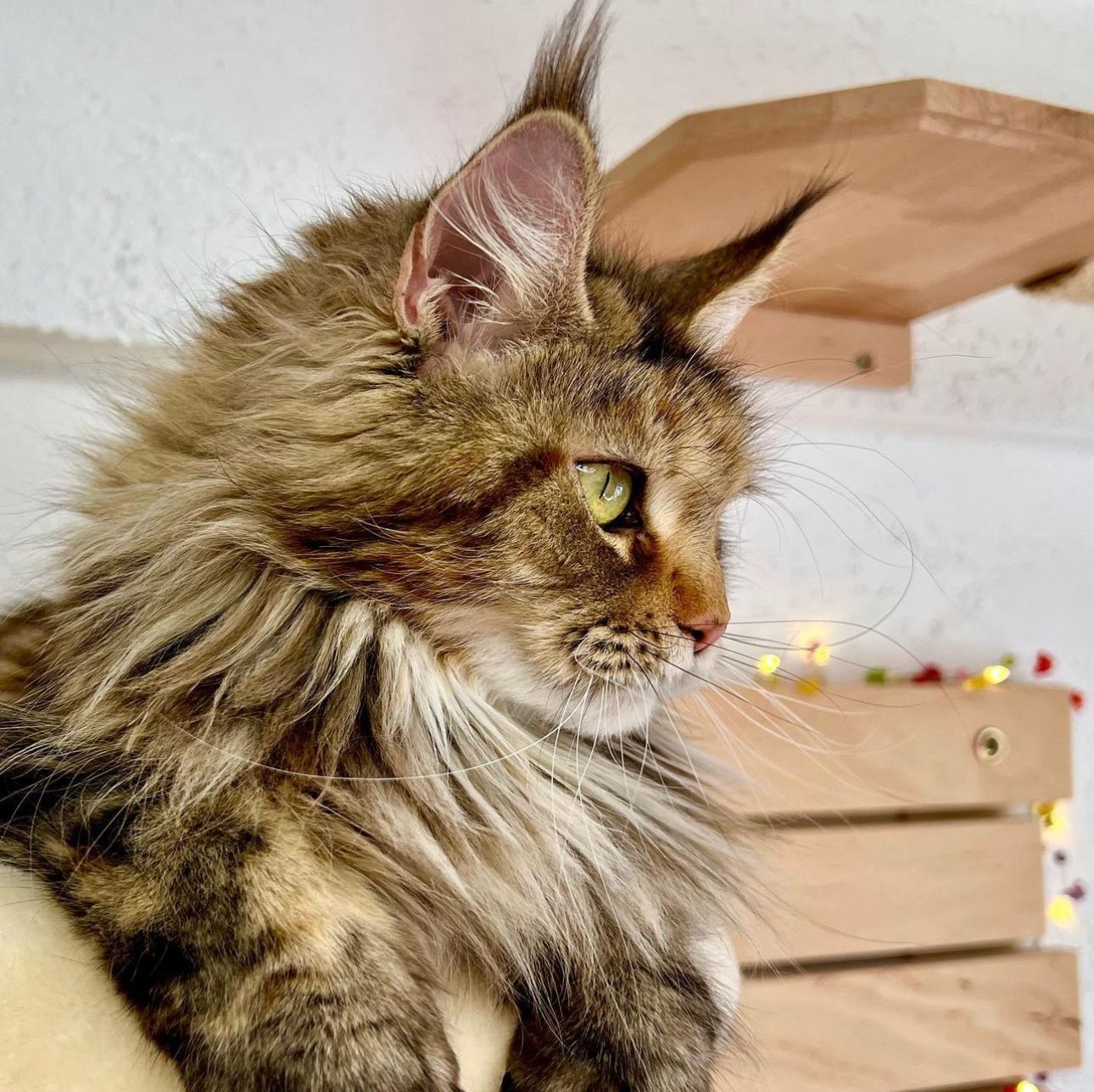 Maine Coon Allegra Glückstar aka Briget