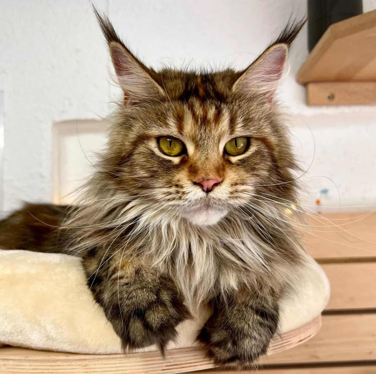 Maine Coon Allegra Glückstar aka Briget