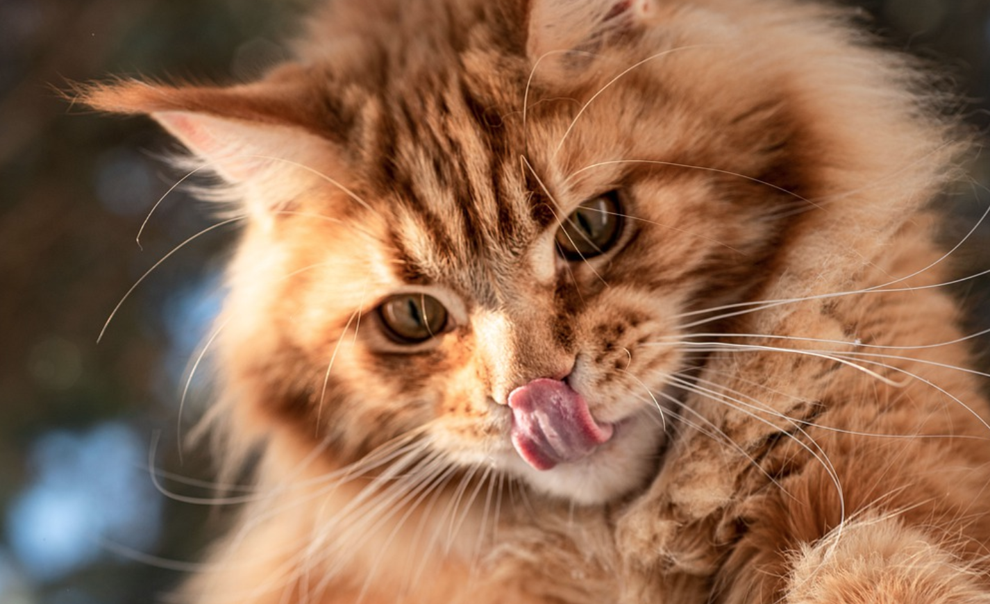 Main Coon Zucht