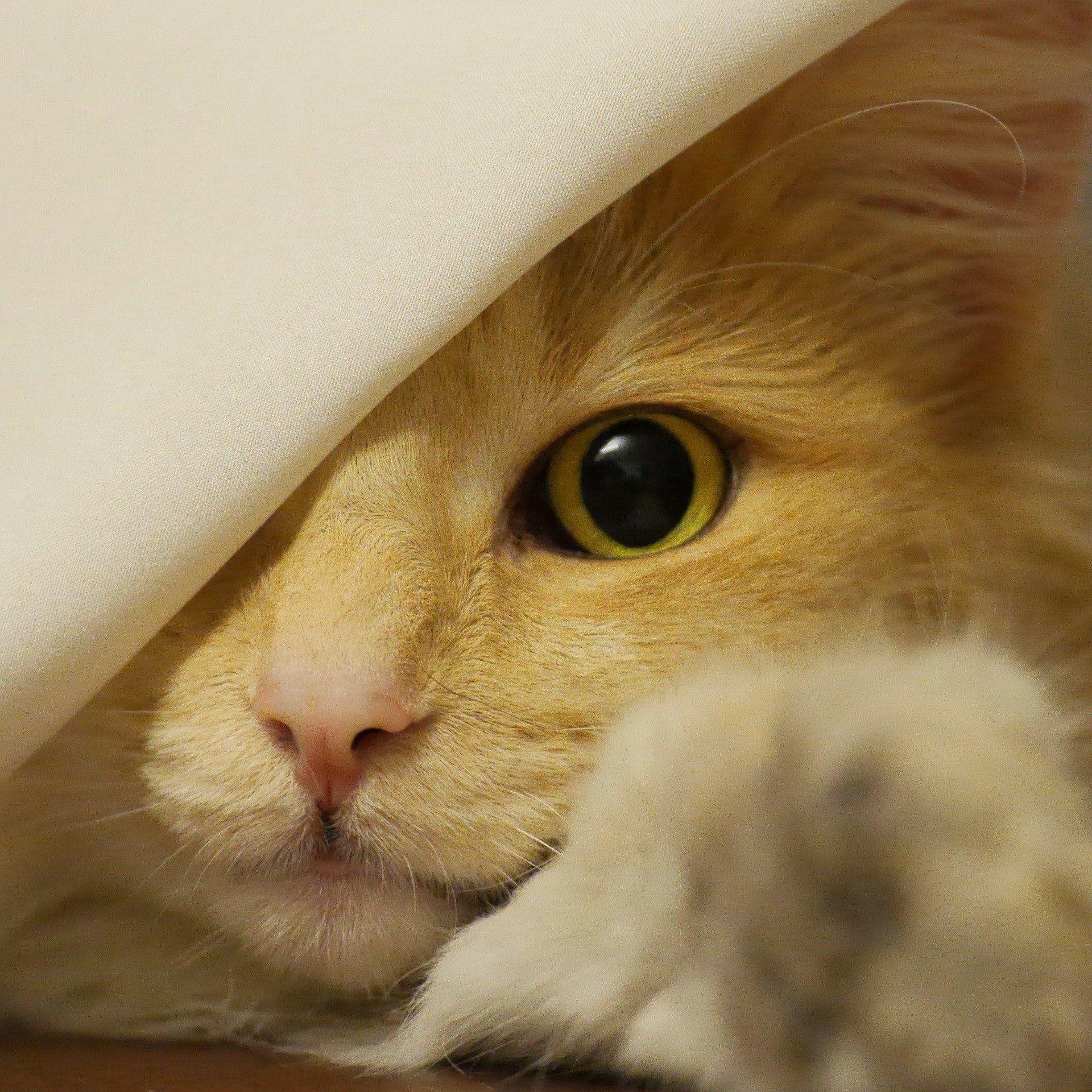 norwegisch waldkatze züchter