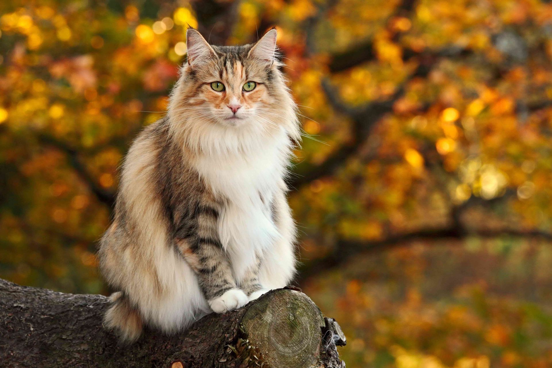 Gutes Katzenfutter