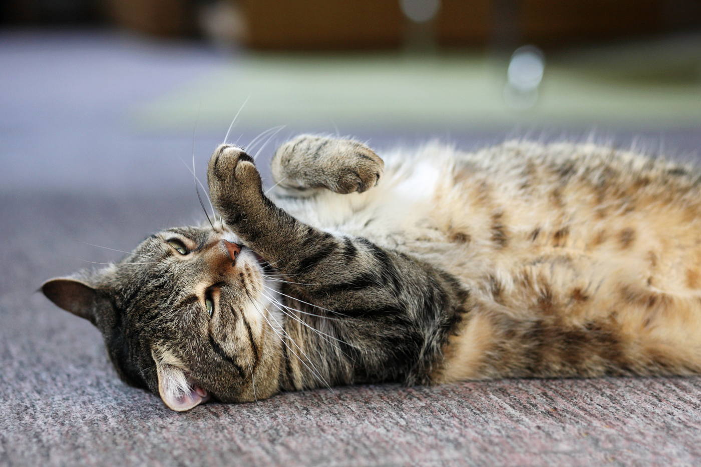Katze bei der Fellpflege
