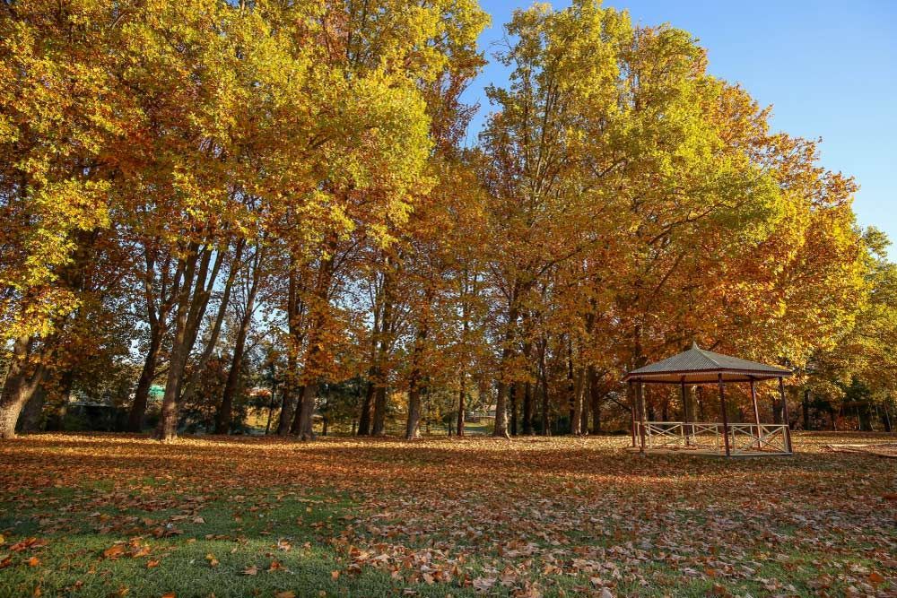 Leaves Turning and Starting to Fall in Autumn — BJB Plumbing & Gasfitting in Coonabarabran, NSW