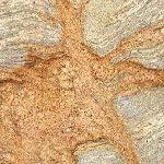A close up of a starfish on a rock.