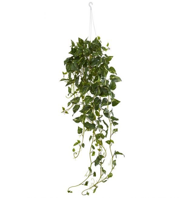 A hanging plant with lots of green leaves on a white background