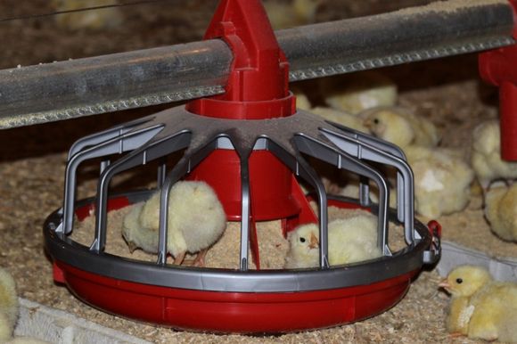 Chicken Feeders - Choudrant, LA - Borders Poultry of Louisiana LLC Chicken Feeders - Choudrant, LA - Borders Poultry of Louisiana LLC