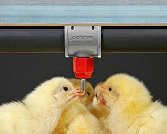 Nipple Drinking System — Choudrant, LA — Poultry Farm Equipment Nipple Drinking System — Choudrant, LA — Poultry Farm Equipment