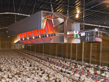 QuadRadiant® Heaters — Choudrant, LA — Poultry Farm Equipment QuadRadiant® Heaters — Choudrant, LA — Poultry Farm Equipment