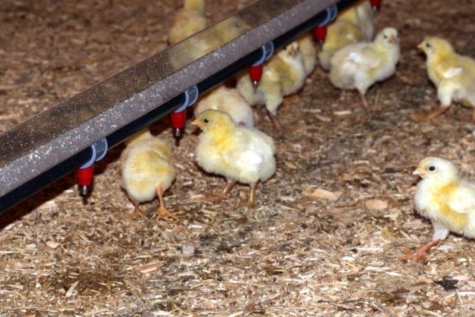 Chicks — Choudrant, LA — Poultry Farm Equipment Chicks — Choudrant, LA — Poultry Farm Equipment