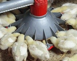 Broiler Feeder — Choudrant, LA — Poultry Farm Equipment Broiler Feeder — Choudrant, LA — Poultry Farm Equipment