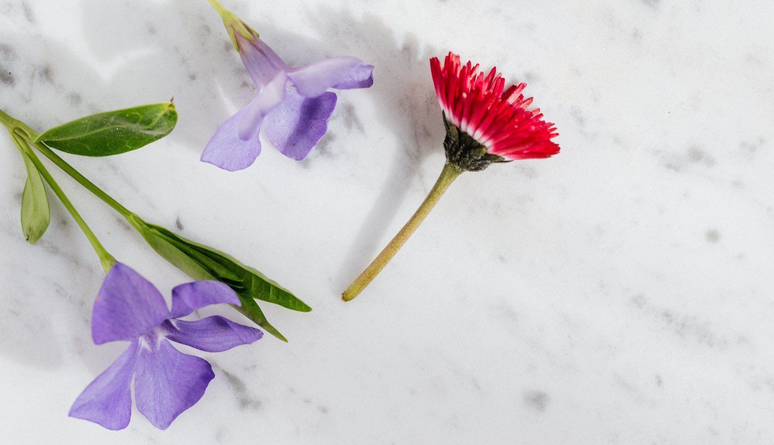 Purple and pink flowers arranged on a white marble background.