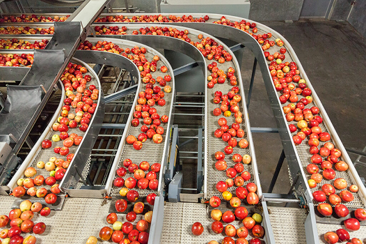 Manzanas sobre cintas transportadoras metálicas curvas en una planta de clasificación de productos agrícolas.