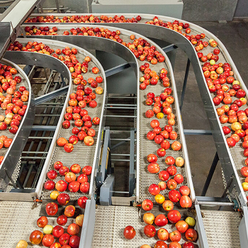 Tomates desplazándose a lo largo de una cinta transportadora curva en una línea de procesamiento industrial.