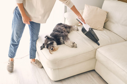 A woman is vacuuming a couch with a dog laying on it.