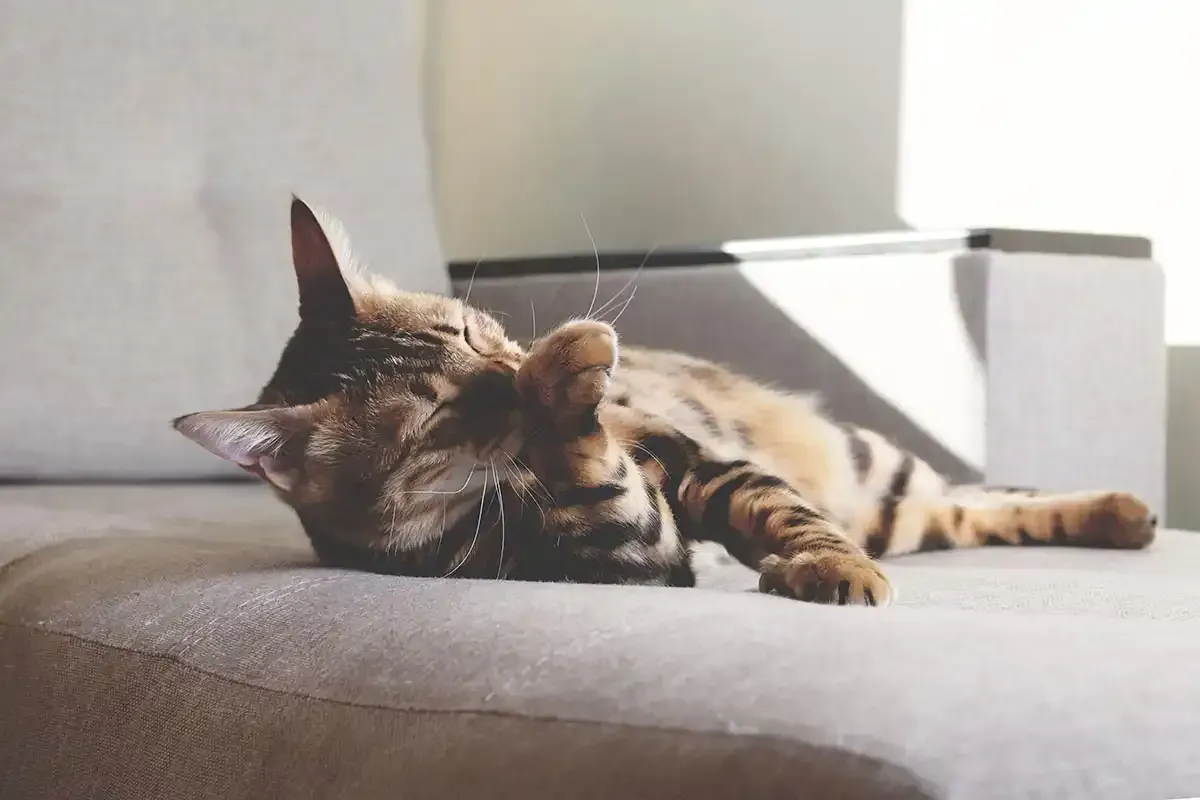 Tabby cat sleeping on a gray sofa near a bright window