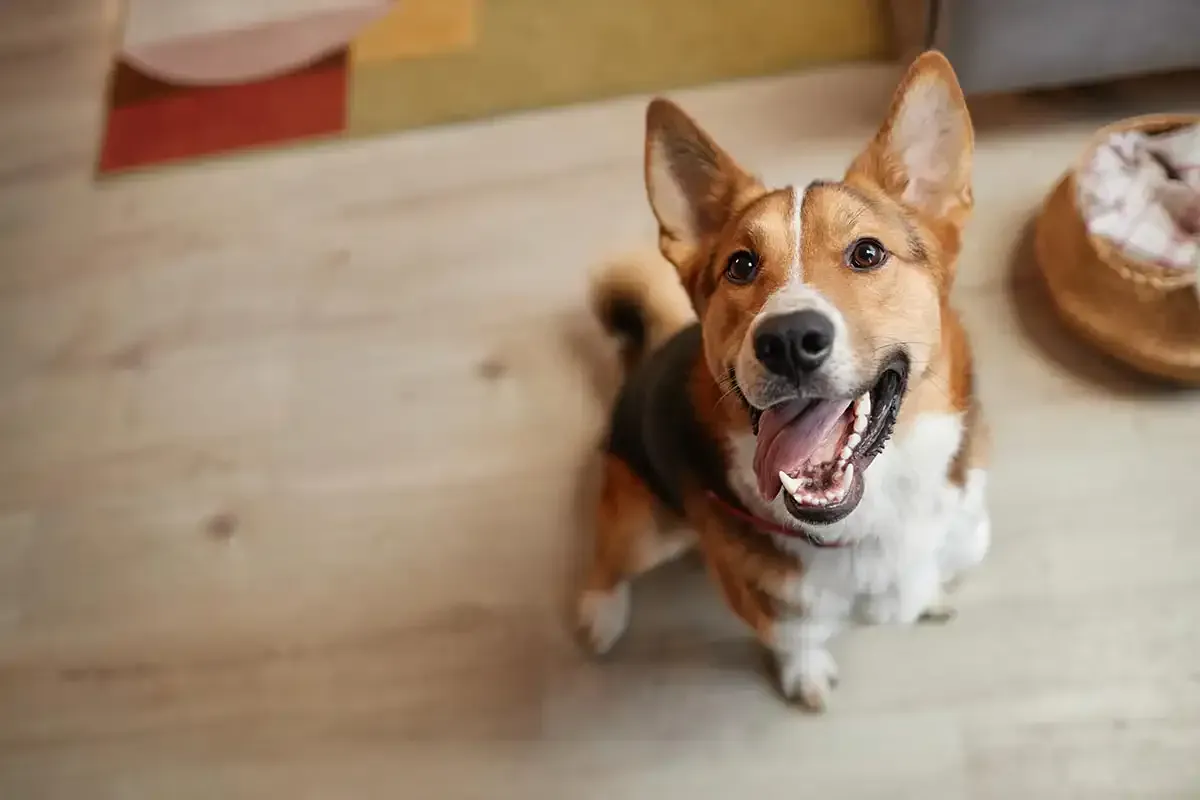 Happy dog with mouth open