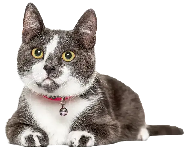 Gray-and-white cat with yellow eyes, lying down wearing a pink collar with a bell on a white background