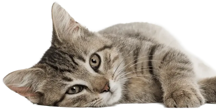 Image of a cat isolated