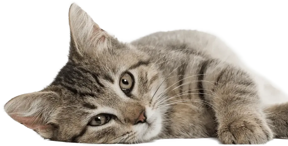 Image of a cat isolated