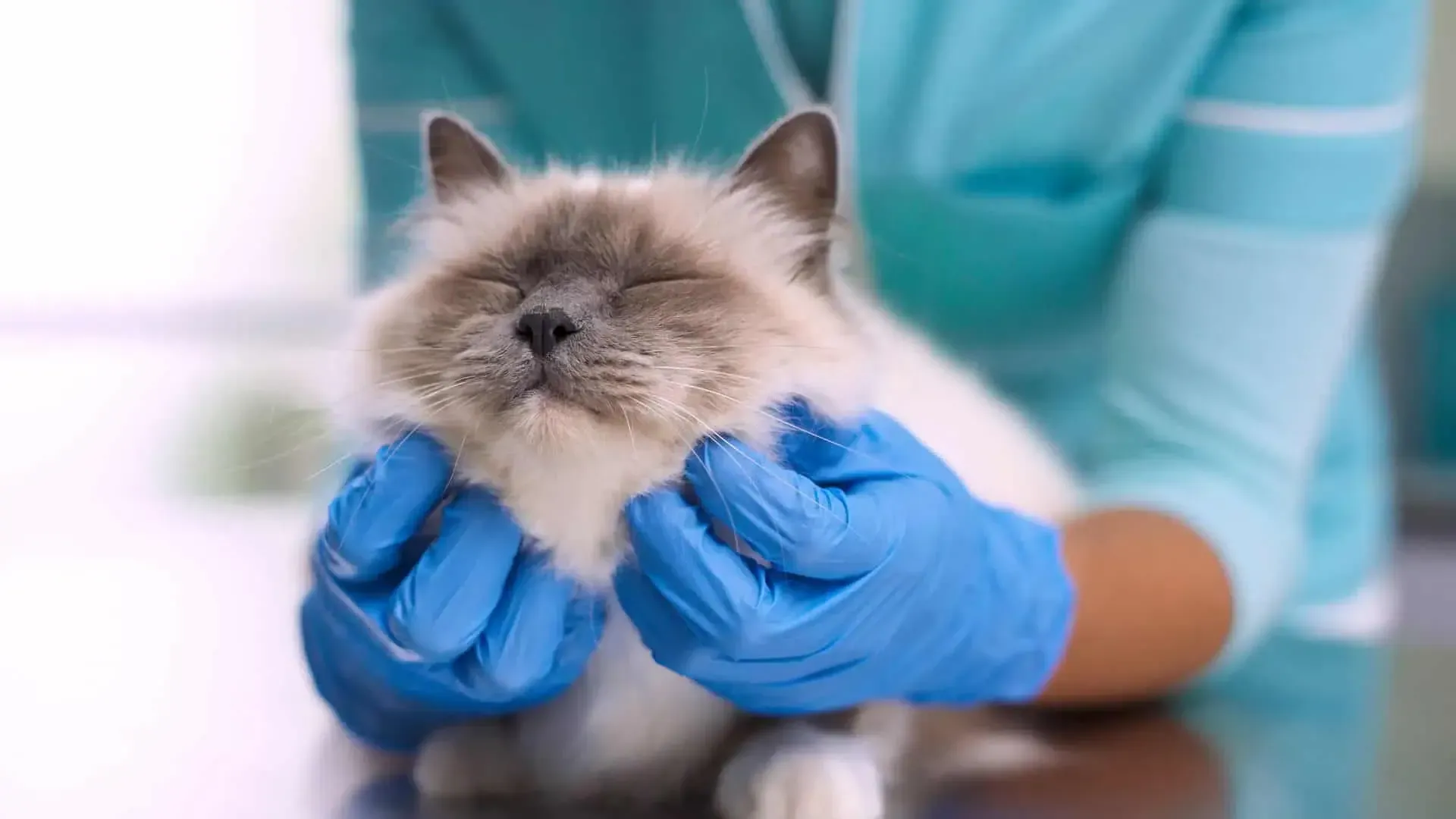 Cat receiving an exam from a veterinarian