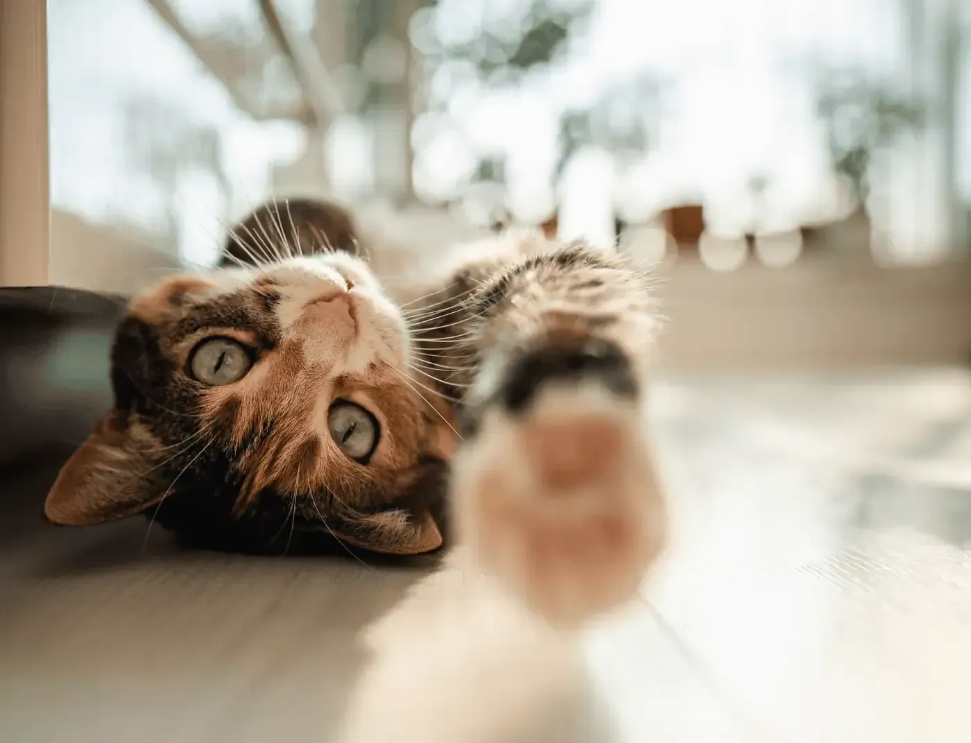 Small kitten sitting on a wavy wooden cat bed in a bright indoor room