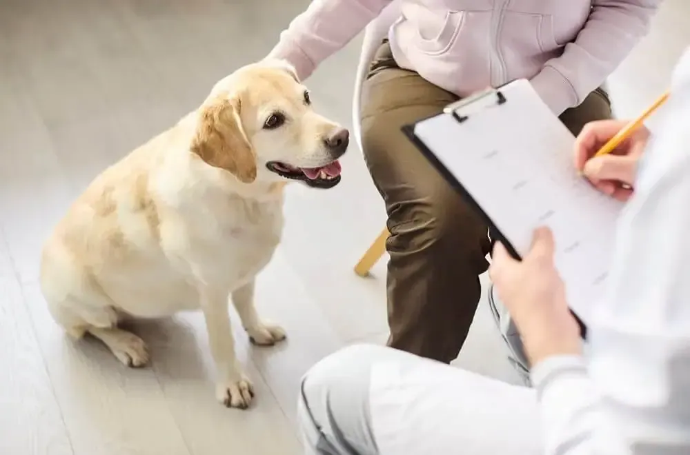 Dog getting a checkup by a veterinarian